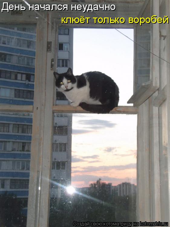 Котоматрица: День начался неудачно клюёт только воробей