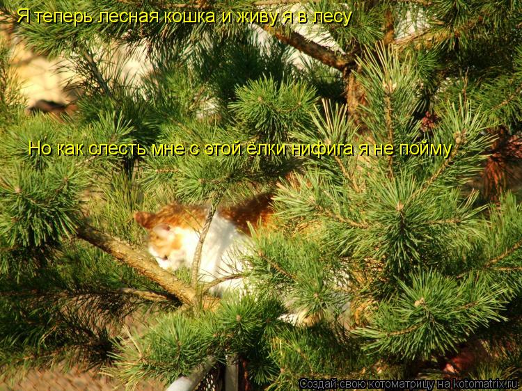 Котоматрица: Я теперь лесная кошка и живу я в лесу Но как слесть мне с этой ёлки нифига я не пойму