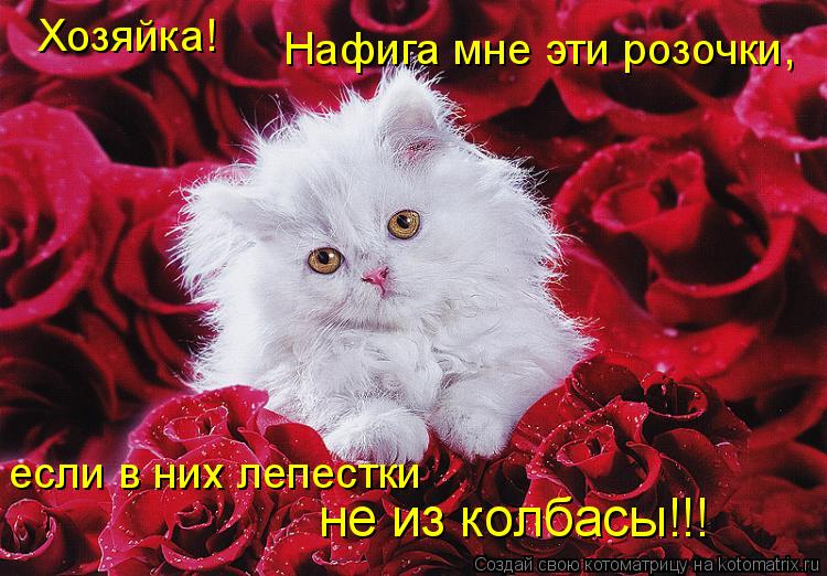 Котоматрица: Хозяйка! Нафига мне эти розочки, если в них лепестки не из колбасы!!!