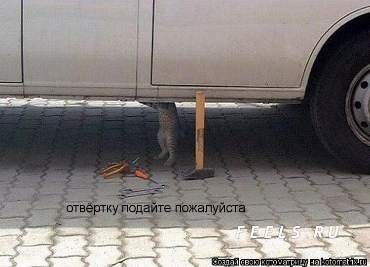 Котоматрица: отвёртку подайте пожалуйста