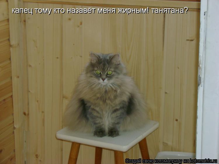 Котоматрица: капец тому кто назавёт меня жирным! танятана?