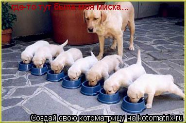 Котоматрица: где-то тут была моя миска...