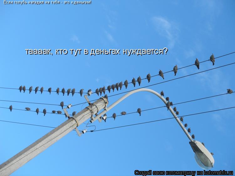 Котоматрица: Если голубь нагадил на тебя - это к деньгам! таааак, кто тут в деньгах нуждается?