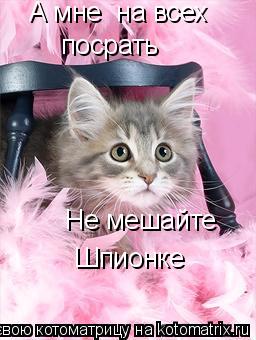 Котоматрица: А мне  на всех  посрать Не мешайте Шпионке