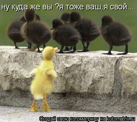 Котоматрица: ну куда же вы ?я тоже ваш,я свой...