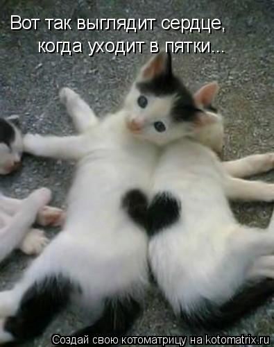 Котоматрица: Вот так выглядит сердце, когда уходит в пятки...