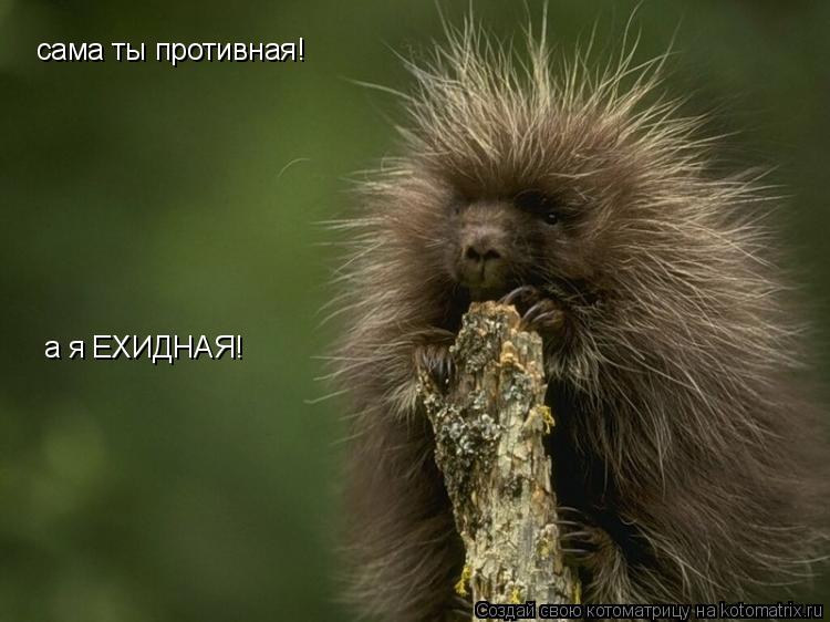 Котоматрица: сама ты противная! а я ЕХИДНАЯ!
