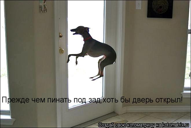 Прежде чем пинать под зад,хоть бы дверь открыл!... Котоматрица: Прежде чем пинать под зад,хоть бы дверь открыл!
