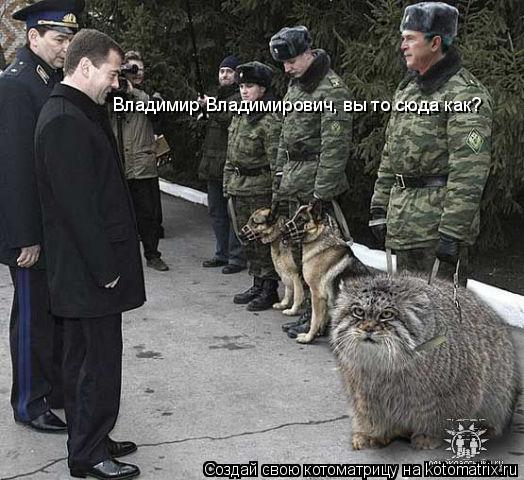Котоматрица: Владимир Владимирович, вы то сюда как?