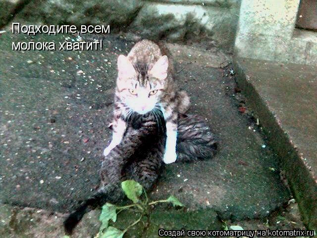 Подходите,всем молока хватит!... Котоматрица: Подходите,всем молока хватит!