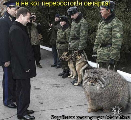 Котоматрица: я не кот переросток!я овчарка!