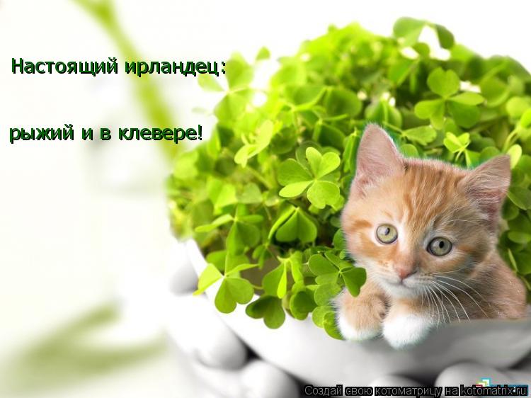 Котоматрица: Настоящий ирландец: рыжий и в клевере!