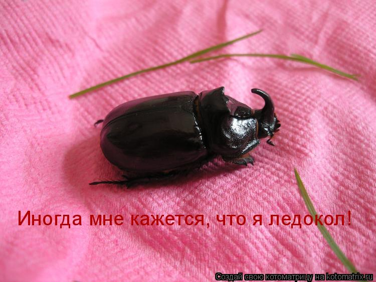 Котоматрица: Иногда мне кажется, что я ледокол!