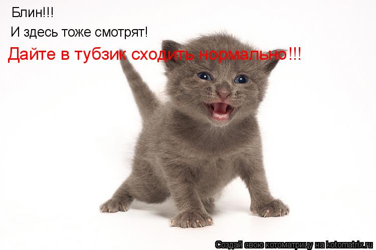 Котоматрица: Блин!!! И здесь тоже смотрят! Дайте в тубзик сходить нормально!!!