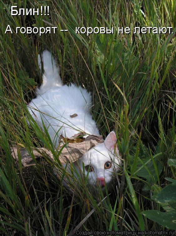 Котоматрица: Блин!!! А говорят --  коровы не летают.