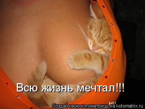 Котоматрица: Всю жизнь мечтал!!!