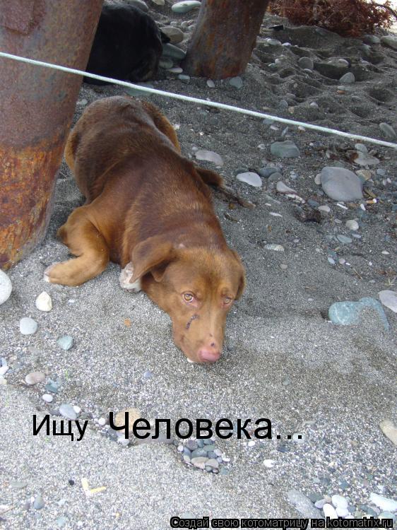 Котоматрица: Ищу  Человека...