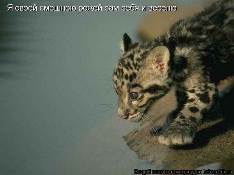 Котоматрица: Я своей смешною рожей сам себя и веселю