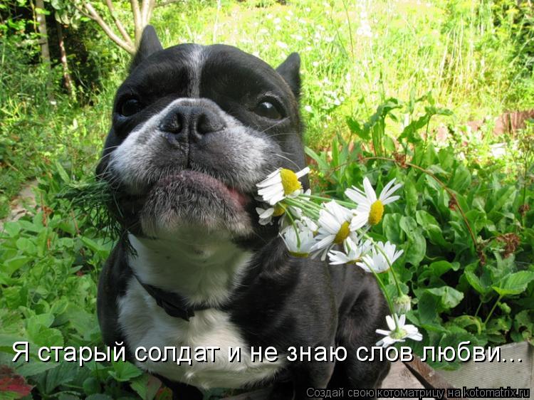 Котоматрица: Я старый солдат и не знаю слов любви...