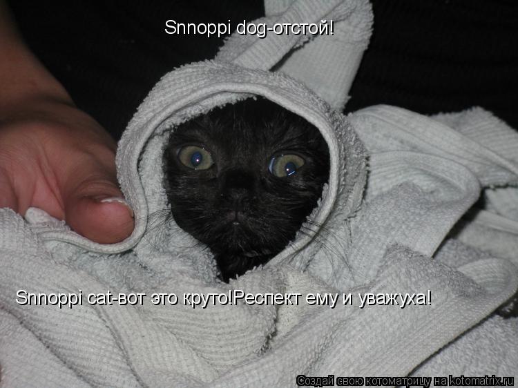 Котоматрица: Snnoppi dog-отстой! Snnoppi cat-вот это круто!Респект ему и уважуха!