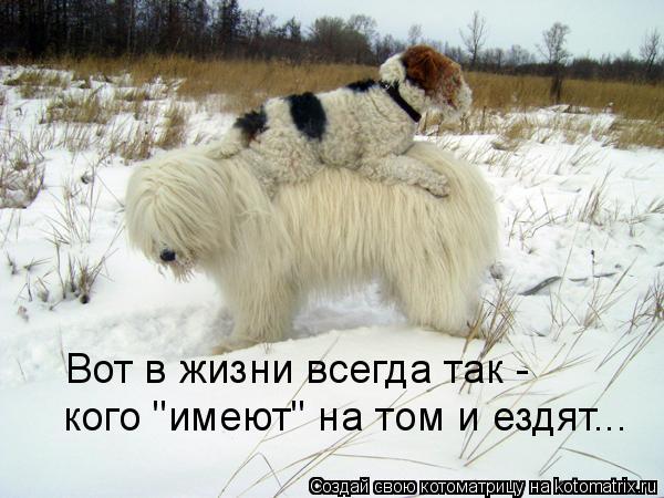 Котоматрица: Вот в жизни всегда так - кого "имеют" на том и ездят...