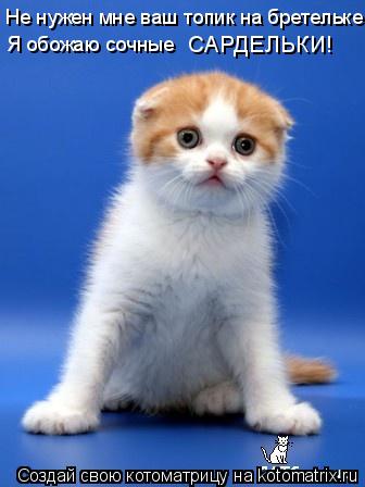 Котоматрица: Не нужен мне ваш топик на бретельке! Я обожаю сочные  САРДЕЛЬКИ!