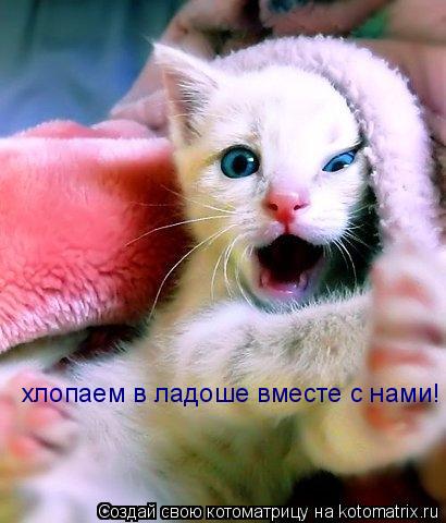 Котоматрица: хлопаем в ладоше вместе с нами!