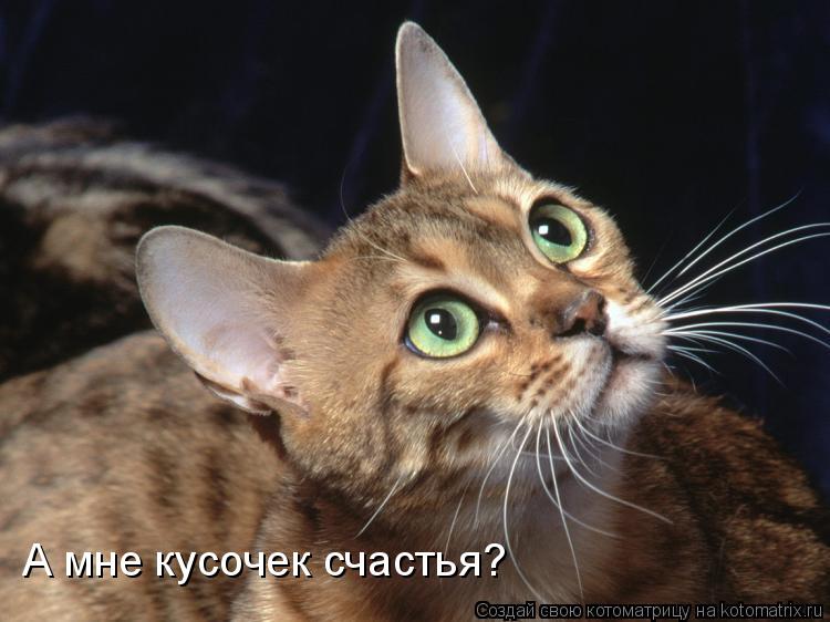 Котоматрица: А мне кусочек счастья?