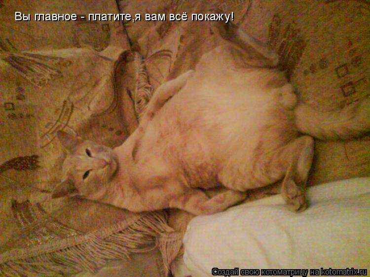 Котоматрица: Вы главное - платите,я вам всё покажу!