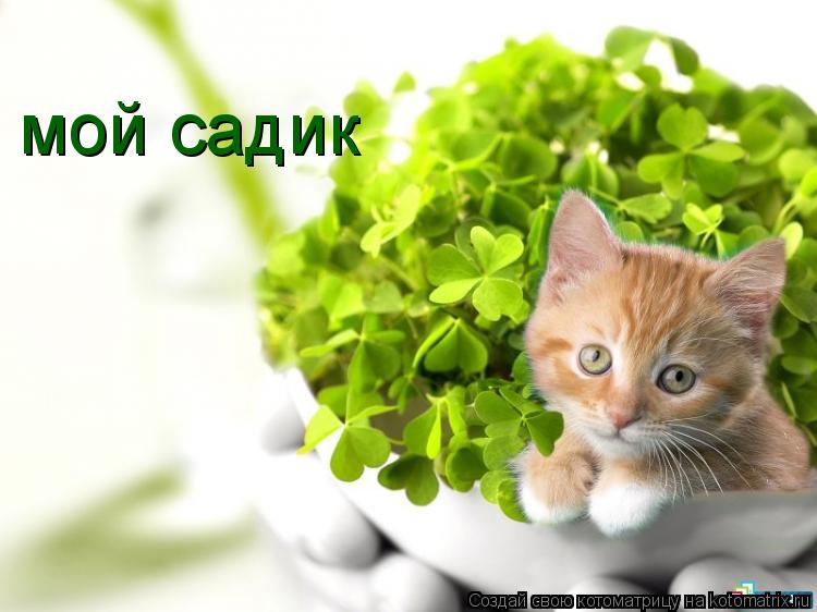 Котоматрица: мой садик