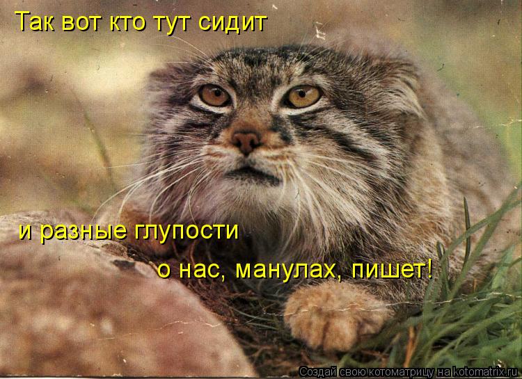 Так вот кто тут сидит о нас, манулах, пишет! и разные глупости... Котоматрица: Так вот кто тут сидит о нас, манулах, пишет! и разные глупости