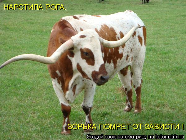 Котоматрица: НАРСТИЛА РОГА.  ЗОРЬКА ПОМРЕТ ОТ ЗАВИСТИ !