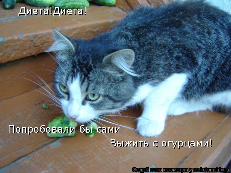 Котоматрица: Диета!Диета! Попробовали бы сами Выжить с огурцами!