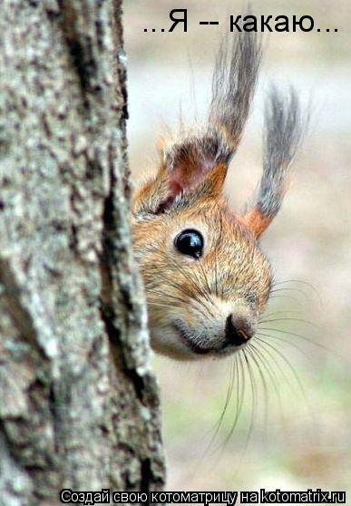 Котоматрица: ...Я -- какаю...