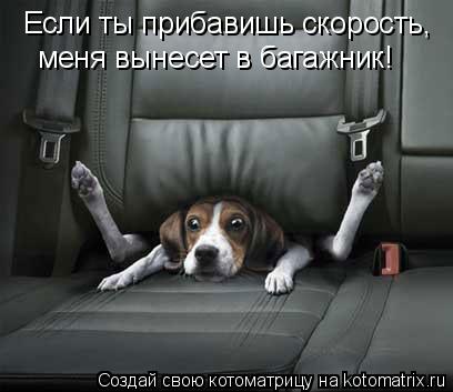 Котоматрица: Если ты прибавишь скорость, меня вынесет в багажник!