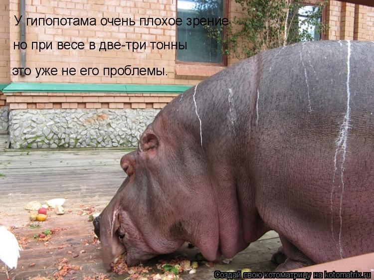 Котоматрица: У гипопотама очень плохое зрение но при весе в две-три тонны это уже не его проблемы.