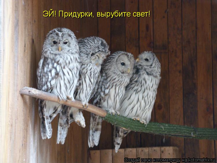 Котоматрица: ЭЙ! Придурки, вырубите свет!