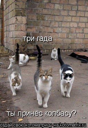 Котоматрица: три гада ты принёс колбасу?