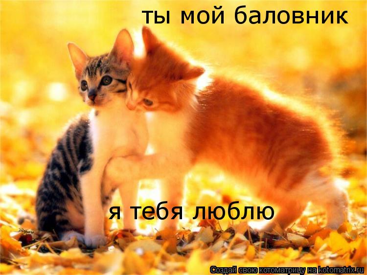Котоматрица: ты мой баловник я тебя люблю