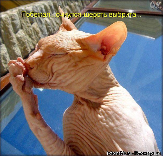 Котоматрица: Побежал...очнулся-шерсть выбрита...