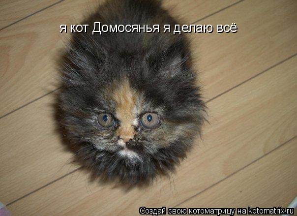 Котоматрица: я кот Домосянья я делаю всё