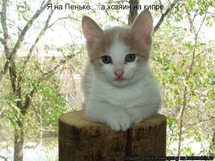 Котоматрица: Я на Пеньке.....а хозяин на кипре....:-(