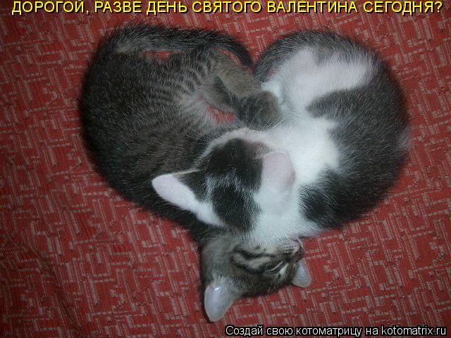 Котоматрица: ДОРОГОЙ, РАЗВЕ ДЕНЬ СВЯТОГО ВАЛЕНТИНА СЕГОДНЯ?