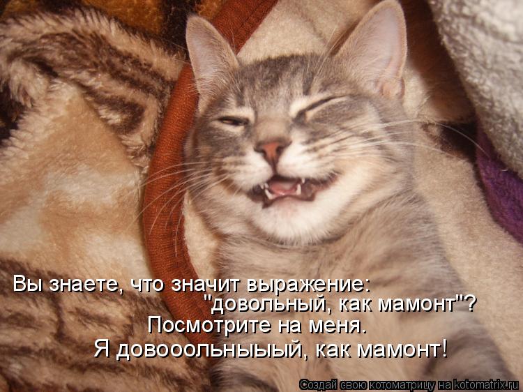 Котоматрица: Вы знаете, что значит выражение:  "довольный, как мамонт"? Посмотрите на меня. Я довооольныыый, как мамонт!