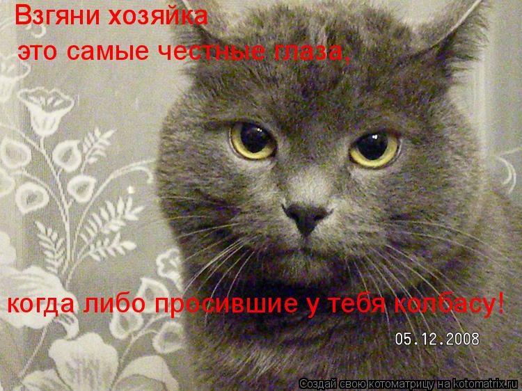 Котоматрица: Взгяни хозяйка Взгяни хозяйка это самые честные глаза, когда либо просившие у тебя колбасу!