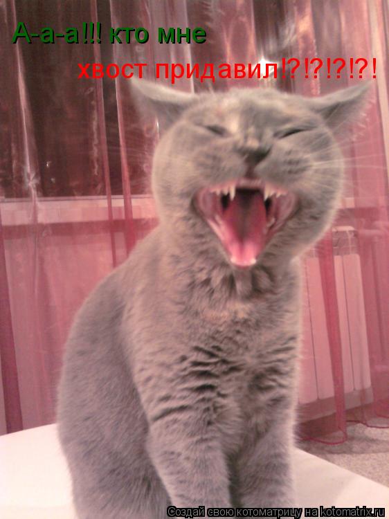 Котоматрица: А-а-а!!! кто мне  хвост придавил!?!?!?!?!
