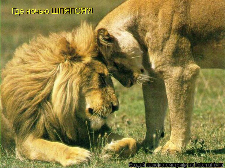 Котоматрица: Где ночью ШЛЯЛСЯ?!