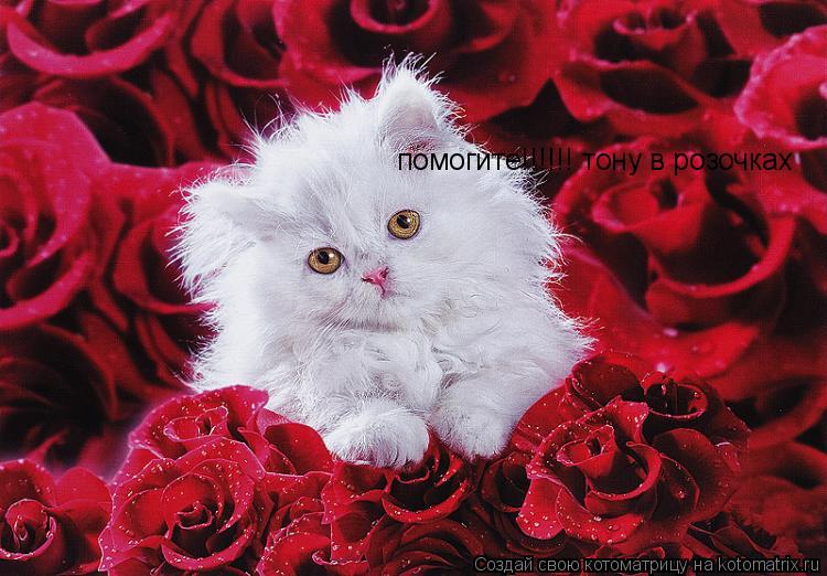 Котоматрица: помогите!!!!!! тону в розочках