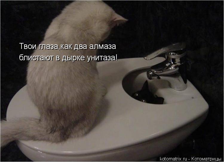 Котоматрица: Твои глаза,как два алмаза блистают в дырке унитаза!