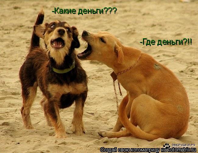 Котоматрица: -Где деньги?!!  -Какие деньги???